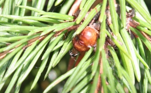 Große Fichtenquirlschildlaus (Physokermes piceae)